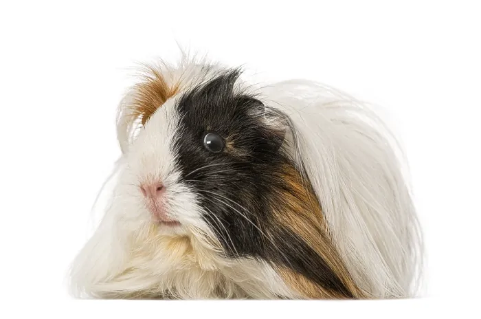 Framed Print : Guinea Pig