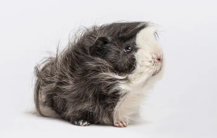 Framed Print : Guinea pig Framed Print : Guinea pig