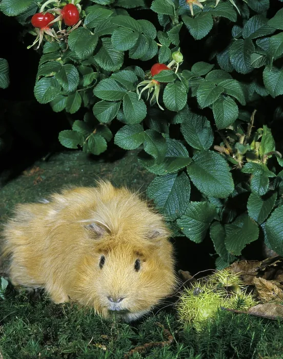 Framed Print : Guinea Pig (cavia porcellus) Framed Print : Guinea Pig (cavia porcellus)
