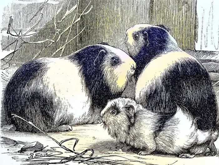 Framed Print : Guinea Pig pig, Cavia cobaya, Historic