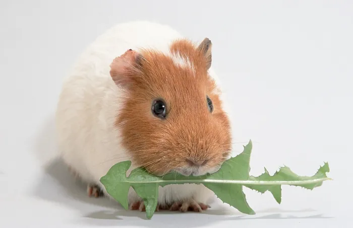 Framed Print : Guinea Pig pig with dandelion