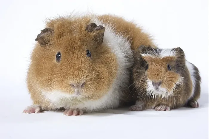 Framed Print : Guinea Pig pig with kitten Framed Print : Guinea Pig pig with kitten