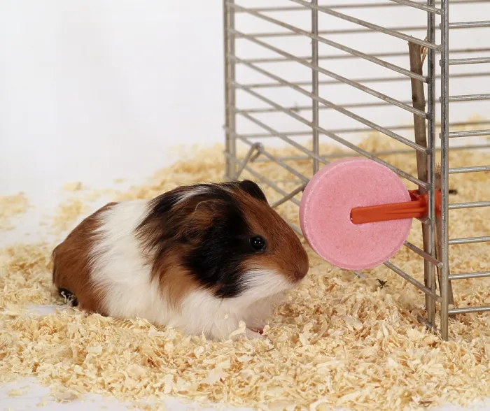 Framed Print : Guinea Pig pig on mineral stone, cage Framed Print : Guinea Pig pig on mineral stone, cage