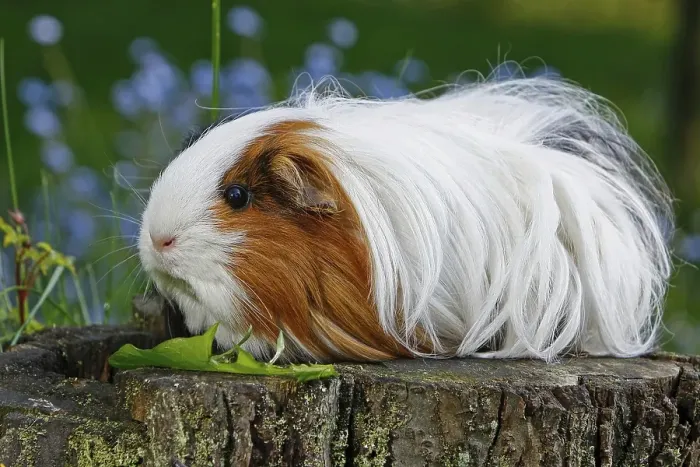 Framed Print : Guinea Pig pigs (Caviidae), sitting on tree trunk
