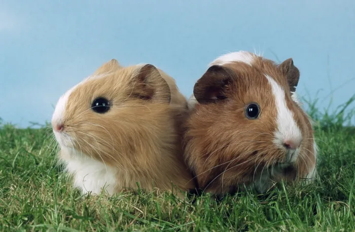Framed Print : Guinea Pig Pigs, Guinea Pig