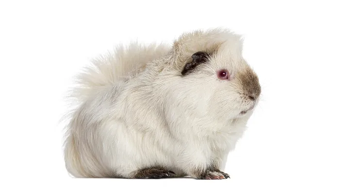 Framed Print : Guinea pig standing with fluffy light fur and pink eyes on white studio background