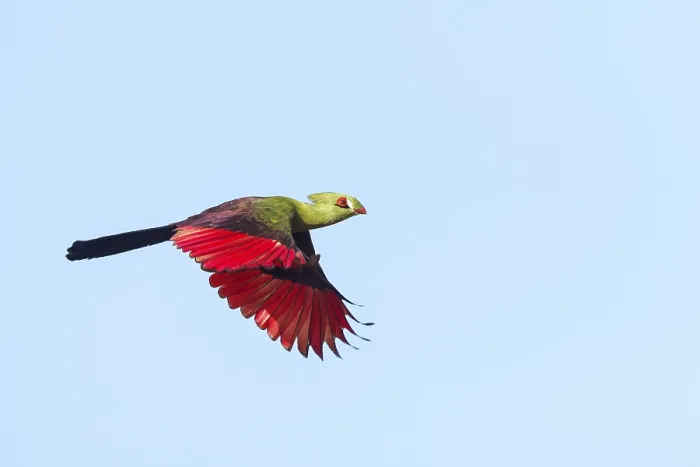 Framed Print : Guinea turaco (Tauraco persa), family of native turacos Framed Print : Guinea turaco (Tauraco persa), family of native turacos