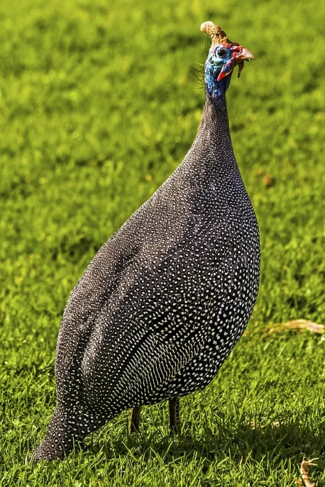 Framed Print : Guineafowl (Numididae), Kirstenbosch Botanical Gardens