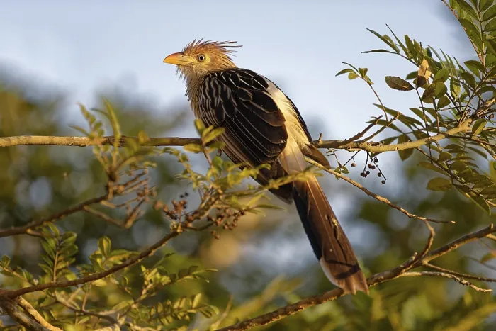 Framed Print : Guira Cuckoo (Guira guira) seated on a branch