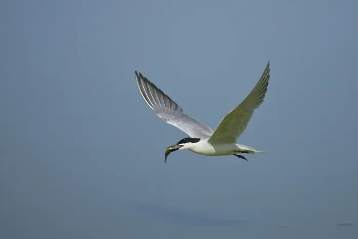 Framed Print : Gull-billed Tern (Gelochelidon nilotica) flying with fish in beak Framed Print : Gull-billed Tern (Gelochelidon nilotica) flying with fish in beak