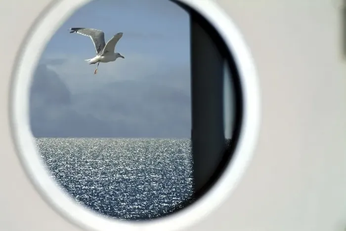 Framed Print : Gull over a sea flying across a porthole