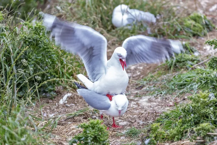 Framed Print : Gulls (Larinae), Otago Peninsula