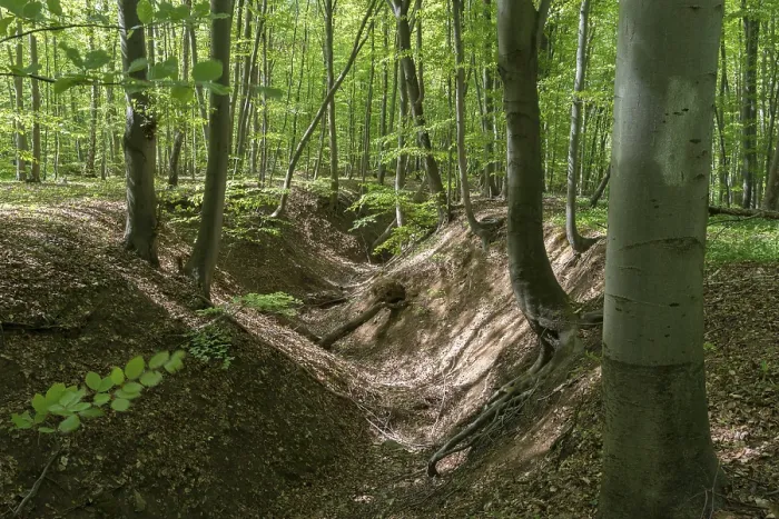 Framed Print : Gully in a beech forest, on Etter Mountain
