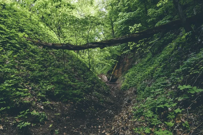 Framed Print : Gully with fallen trees and cave entrance in forest Framed Print : Gully with fallen trees and cave entrance in forest