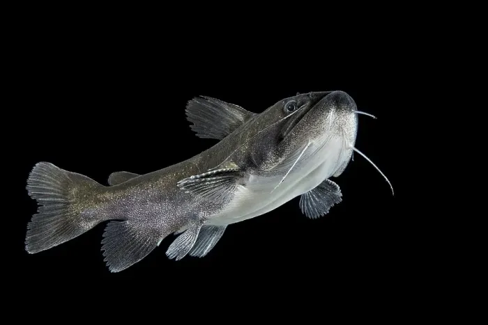 Framed Print : Gulper catfish (Asterophysus batrachus) Framed Print : Gulper catfish (Asterophysus batrachus)