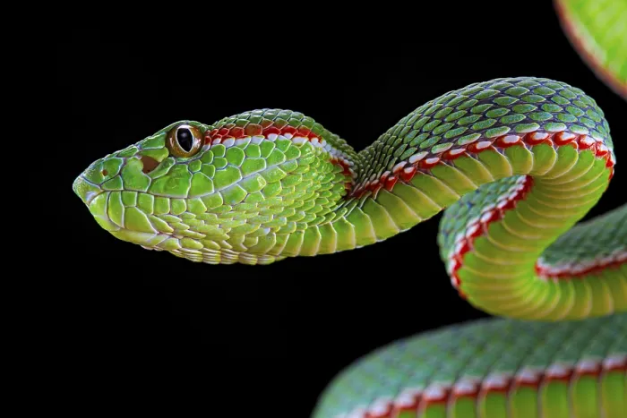Framed Print : Gumprecht's Pitviper (Trimeresurus gumprechti) Framed Print : Gumprecht's Pitviper (Trimeresurus gumprechti)
