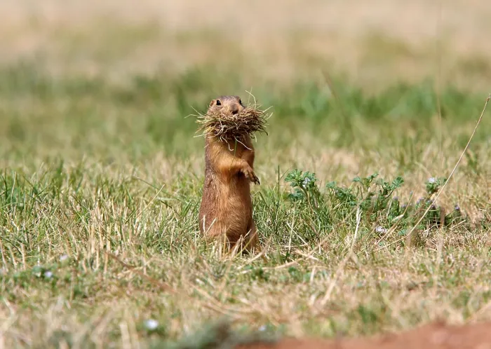Framed Print : Gunnison, Gunnison's prairie dog Framed Print : Gunnison, Gunnison's prairie dog