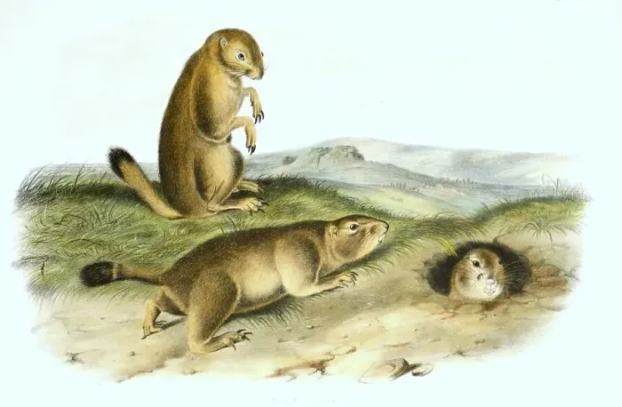 Framed Print : Gunnison's prairie dog (Cynomys gunnisoni) Framed Print : Gunnison's prairie dog (Cynomys gunnisoni)