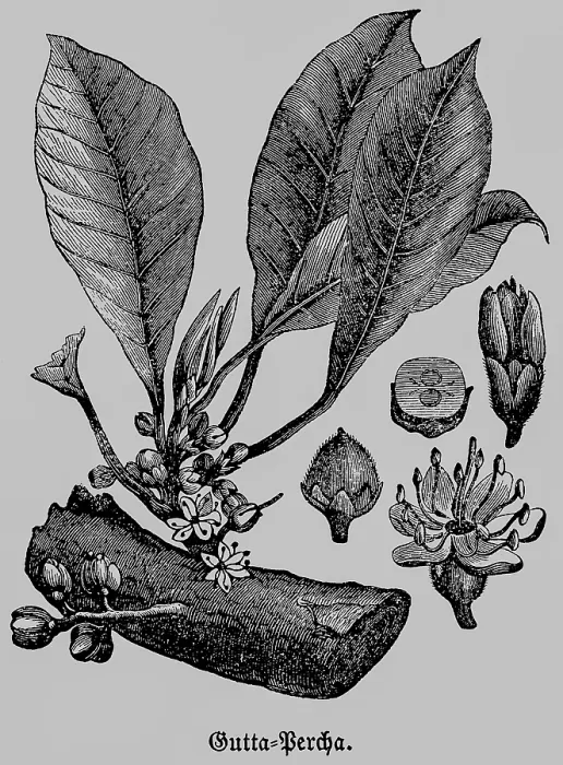 Framed Print : Gutta-percha or gutta, a rubbery substance