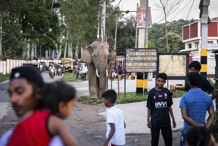 Framed Print : GUWAHATI, INDIA - AUGUST 14: Curious onlookers watch a wild elephant on road near Narengi Army Camp in Guwahati Framed Print : GUWAHATI, INDIA - AUGUST 14: Curious onlookers watch a wild elephant on road near Narengi Army Camp in Guwahati