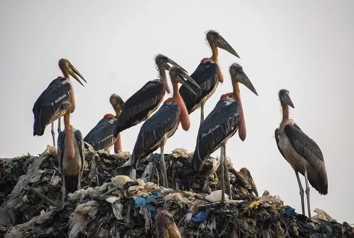 Framed Print : GUWAHATI, INDIA, JUNE 4: Greater adjutant storks perch at the Boragaon garbage dumping site Framed Print : GUWAHATI, INDIA, JUNE 4: Greater adjutant storks perch at the Boragaon garbage dumping site