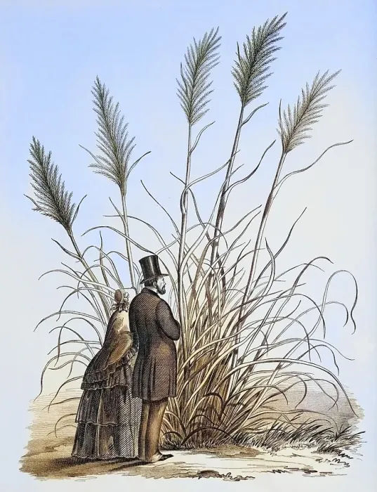 Framed Print : Gynerium argenteum, pampas grass, plant and flower, digitally reworked reproduction of an original from the 19th century Framed Print : Gynerium argenteum, pampas grass, plant and flower, digitally reworked reproduction of an original from the 19th century