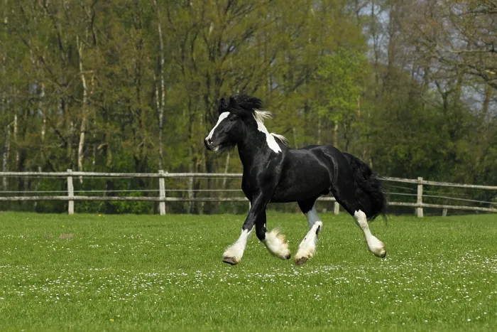 Framed Print : Gypsy Horse or Gypsy Vanner horse (Equus islandicus) Framed Print : Gypsy Horse or Gypsy Vanner horse (Equus islandicus)