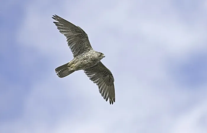 Framed Print : Gyrfalcon (Falco rusticolus), adult Framed Print : Gyrfalcon (Falco rusticolus), adult