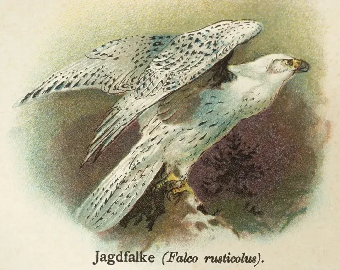 Framed Print : Gyrfalcon (Falco rusticolus) white Framed Print : Gyrfalcon (Falco rusticolus) white