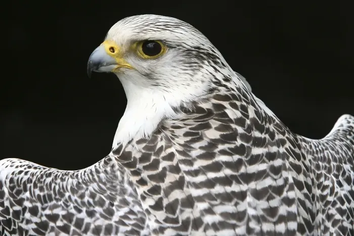Framed Print : Gyrfalcon or Gyr Falcon (Falco rusticolus) looking back over its shoulder