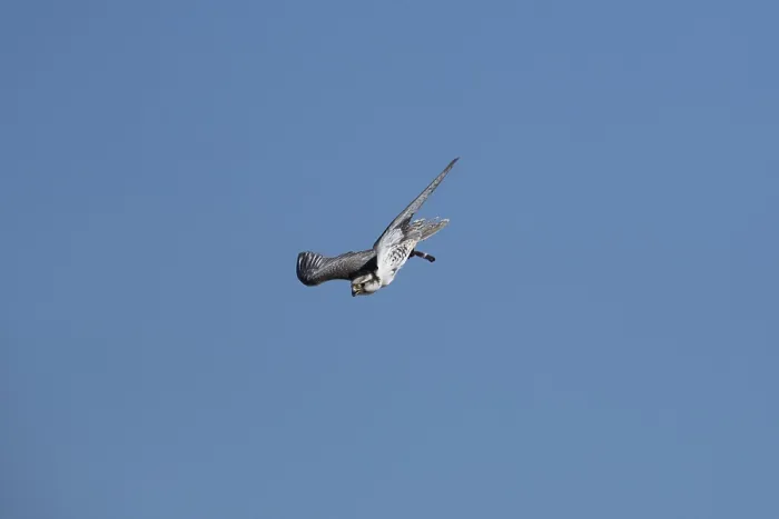 Framed Print : A gyrfalcon in sting flight on blue sky