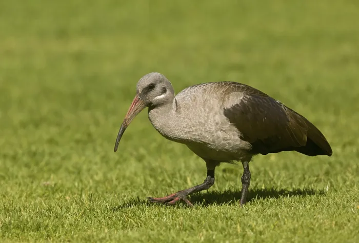Framed Print : Hadada Ibis (Bostrychia hagedash) adult