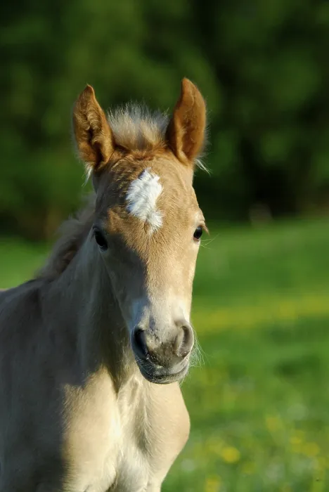 Framed Print : Haflinger foal, 3 days old, colt Framed Print : Haflinger foal, 3 days old, colt