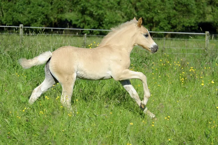 Framed Print : Haflinger foal, 5 weeks old, colt