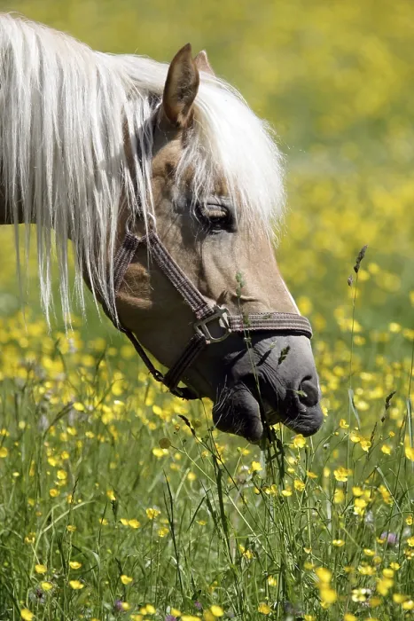 Framed Print : Haflinger Horse (Equus caballus) Framed Print : Haflinger Horse (Equus caballus)