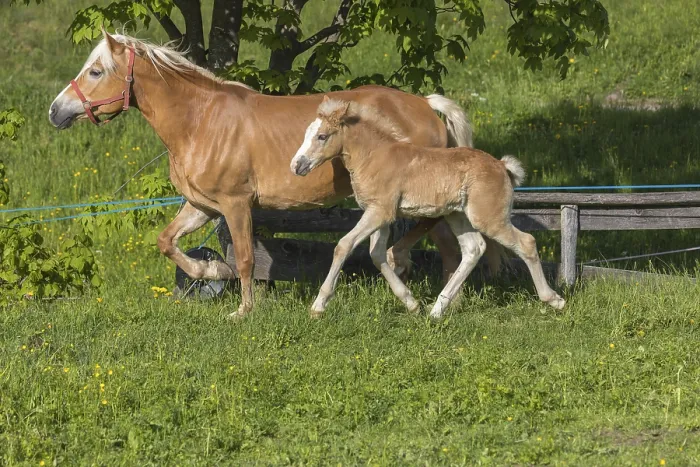 Framed Print : Haflinger horse, mare with foal running over a green meadow