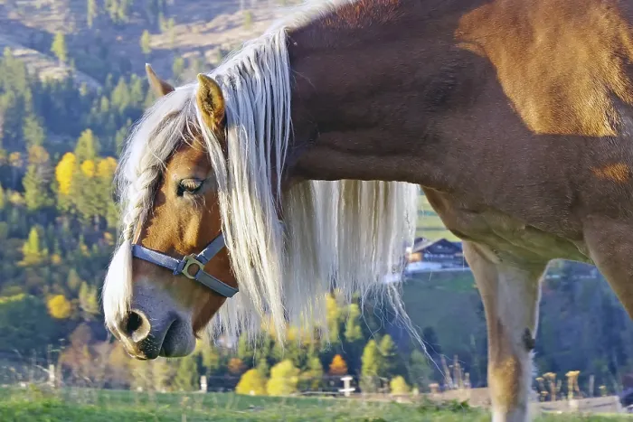 Framed Print : Haflinger with long maned hair on an alpine pasture in front of autumnal alpine slopes