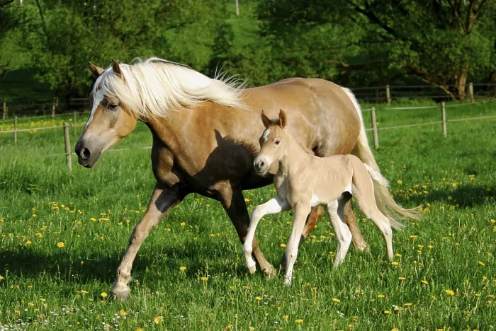 Framed Print : Haflinger, mare with colt, 3 days old