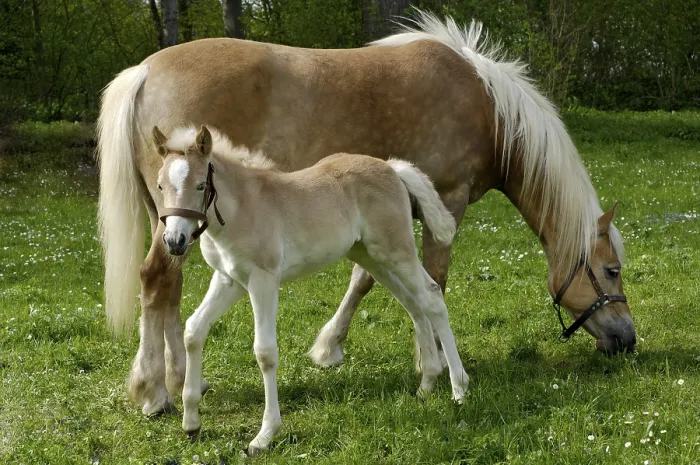 Framed Print : Haflinger mare with eleven-day-old foal out at feed
