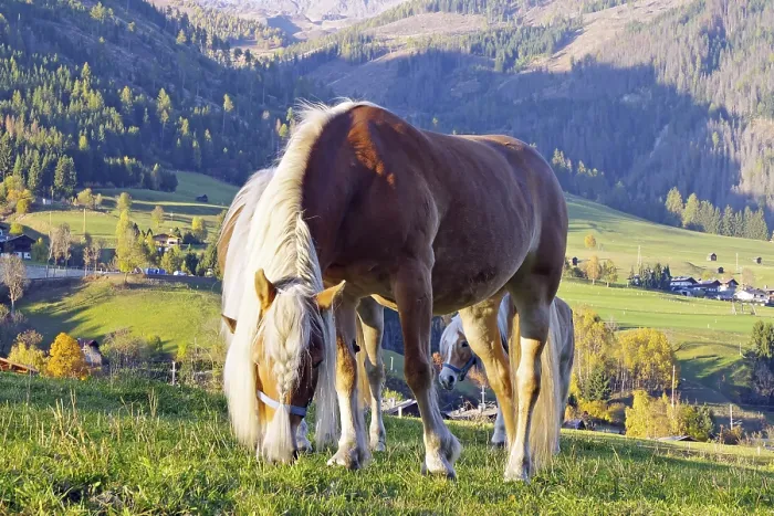 Framed Print : Haflingers graze on a mountain meadow in front of autumnal Alps and a sunny valley