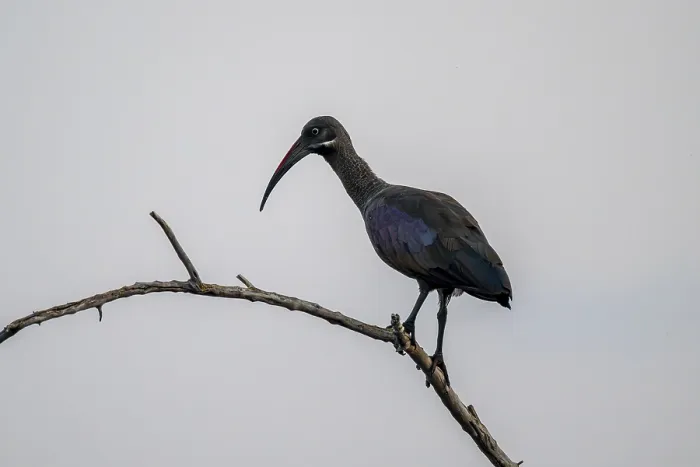 Framed Print : Hagedash Ibis (Bostrychia hagedash) r Framed Print : Hagedash Ibis (Bostrychia hagedash) r