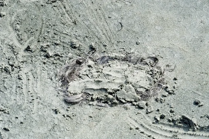Framed Print : Hair burying under sand at gangasagar fair
