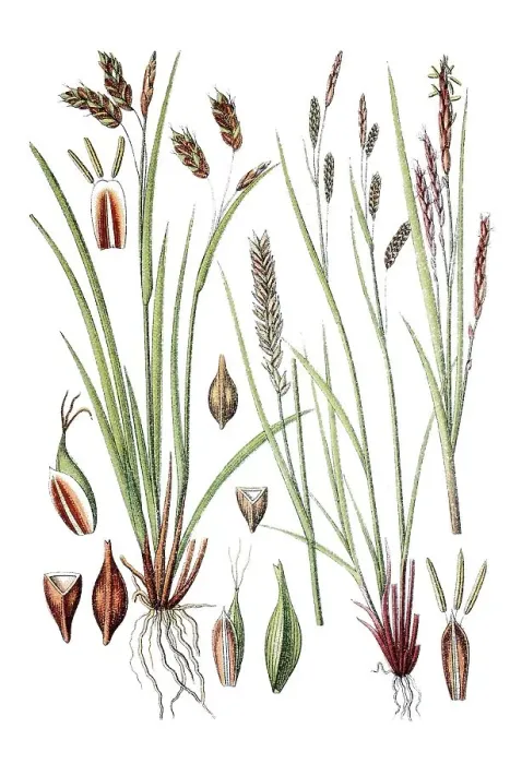 Framed Print : Hair sedge (Carex capillaris) on the left