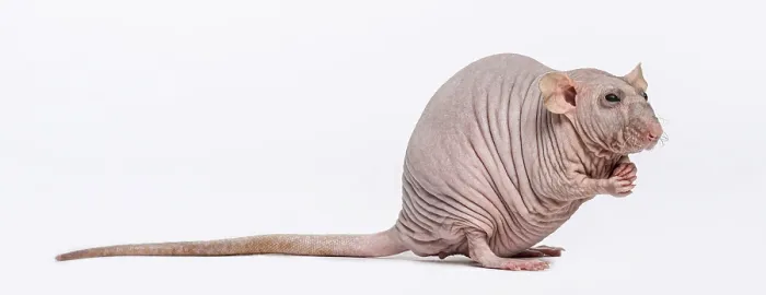 Framed Print : Hairless Rat (2 years old) Framed Print : Hairless Rat (2 years old)
