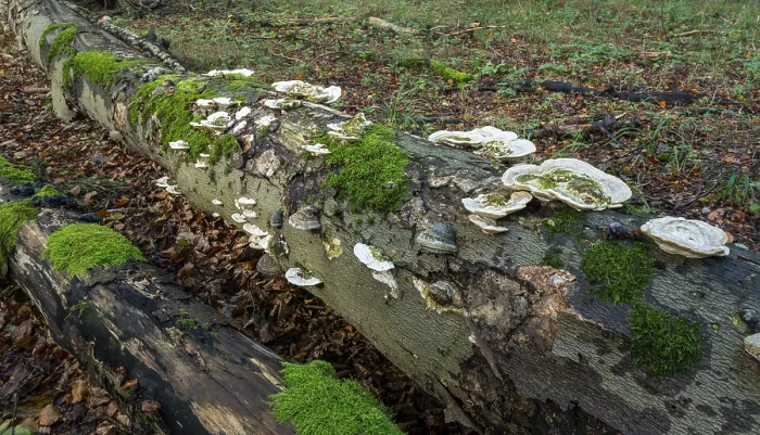 Framed Print : Hairy bracket (Trametes hirsuta) Framed Print : Hairy bracket (Trametes hirsuta)