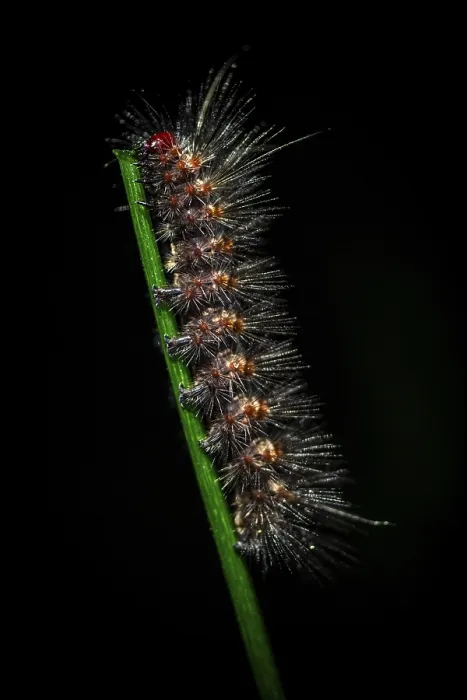 Framed Print : Hairy caterpillar on a stem, at night in the tropical rainforest Framed Print : Hairy caterpillar on a stem, at night in the tropical rainforest