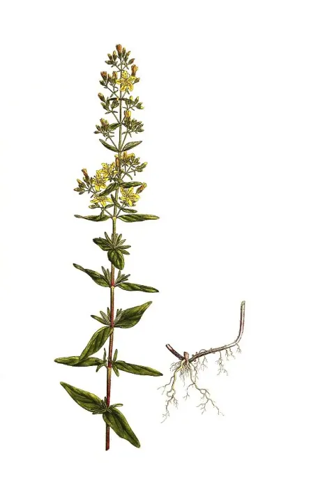 Framed Print : Hairy st john's wort (Hypericum) hirsutum