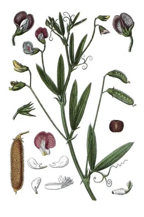 Framed Print : Hairy vetchling (Pisum hirsutum)