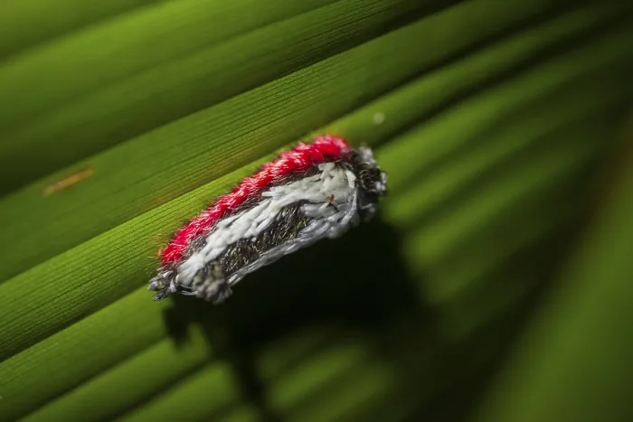 Framed Print : Hairy white-red caterpillar sitting on a leaf at night in the tropical rainforest