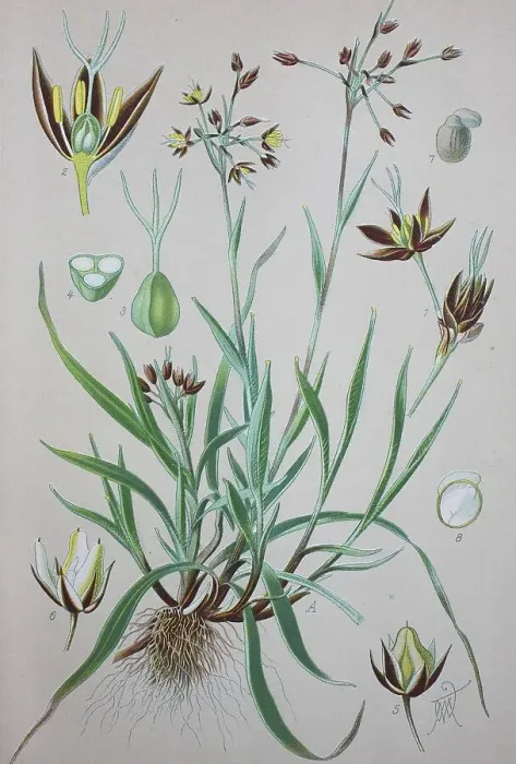 Framed Print : Hairy wood-rush (Luzula pilosa)